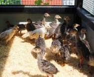 2024-06-06-17-36-05-921