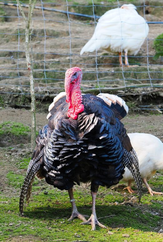 2024-09-22-11-51-24-139