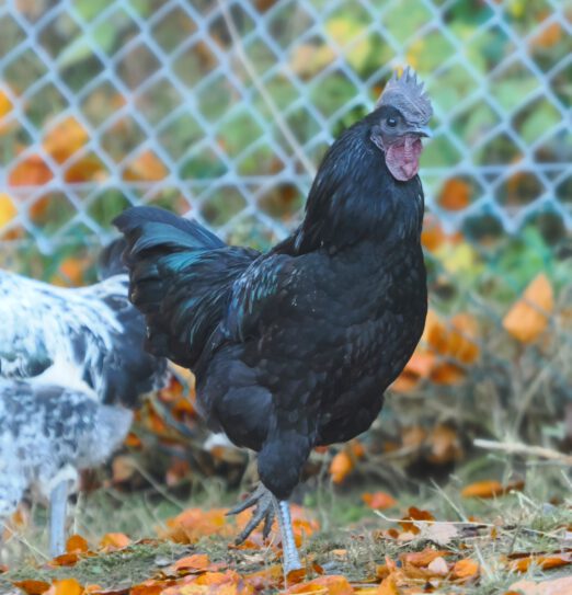 2024-11-04-14-05-13-635