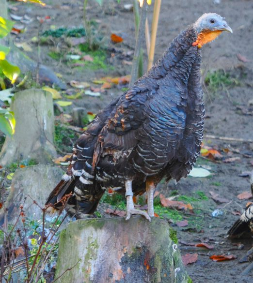 2024-11-04-14-07-16-545