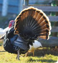 2024-11-25-12-33-43-057