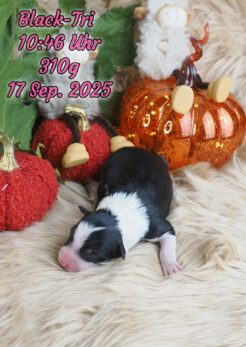 {{brizy_dc_image_alt imageSrc=