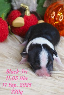 {{brizy_dc_image_alt imageSrc=