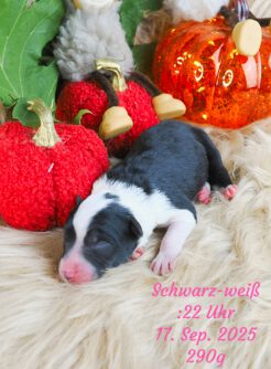 {{brizy_dc_image_alt imageSrc=