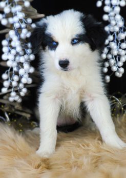 {{brizy_dc_image_alt imageSrc=