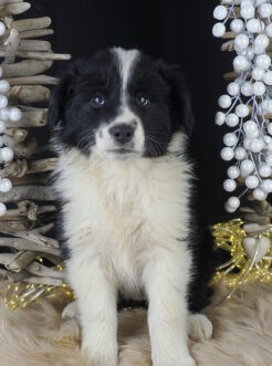 {{brizy_dc_image_alt imageSrc=