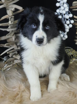 {{brizy_dc_image_alt imageSrc=