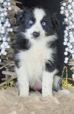 {{brizy_dc_image_alt imageSrc=